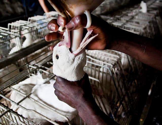 Raúl Mérida aboga por legislar contra la alimentación forzada de animales para producir alimentos Raúl Mérida aboga por legislar contra la alimentación forzada de animales para producir alimentos