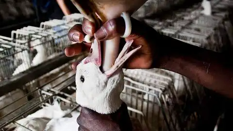 Alimentación forzada de animales Alimentación forzada de animales