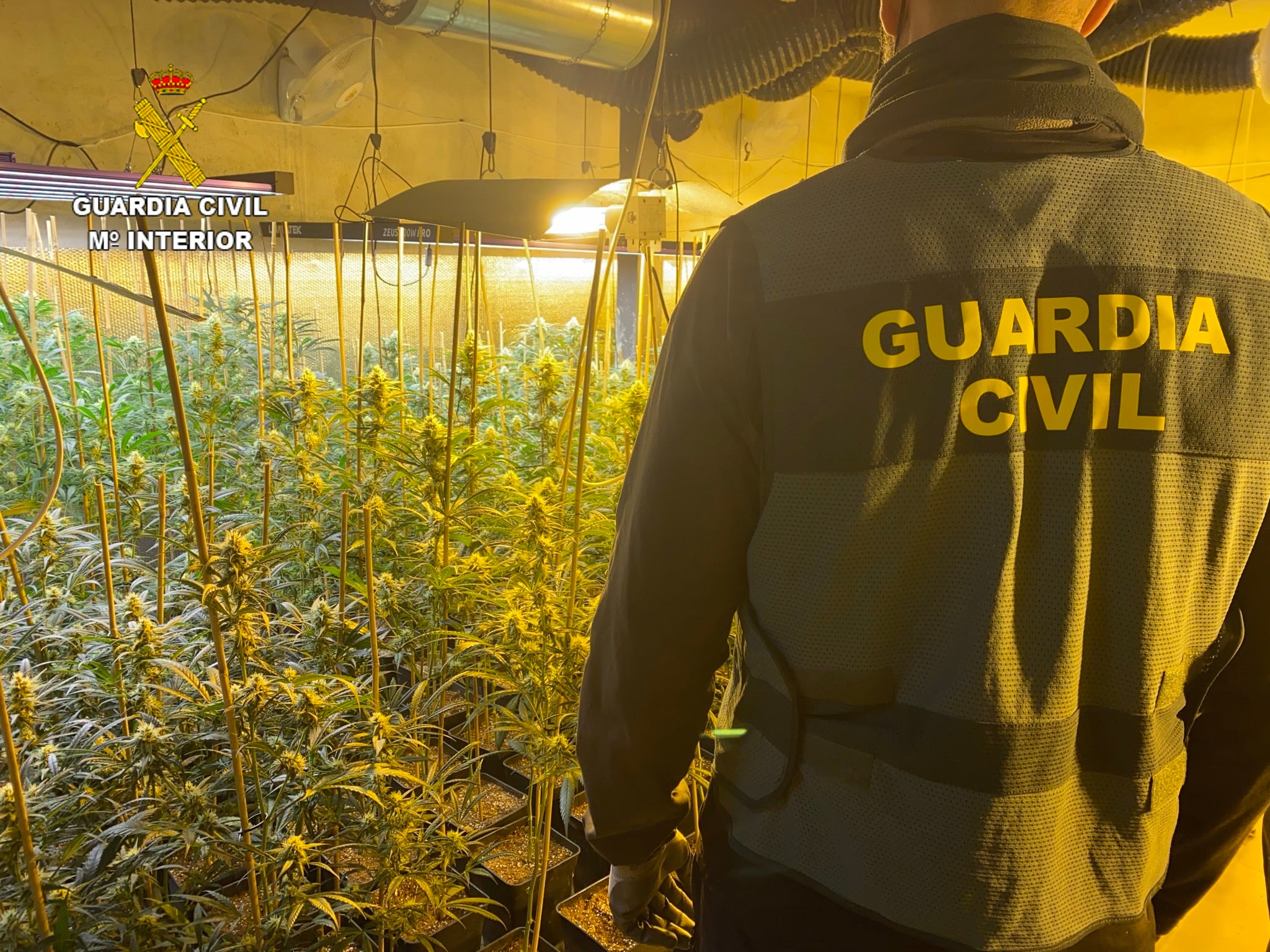 La Guardia Civil desmantela dos plantaciones de marihuana en viviendas de Olías del Rey y Mocejón La Guardia Civil desmantela dos plantaciones de marihuana en viviendas de Olías del Rey y Mocejón