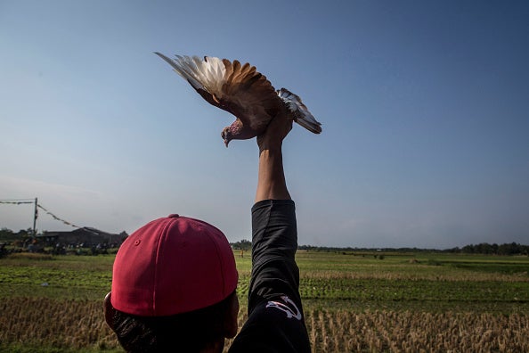 Entrevista: El presidente de la Federación Asturiana de Colombofilia nos habla sobre el congreso que este fin de semana se celebra en Ribadesella Entrevista: El presidente de la Federación Asturiana de Colombofilia nos habla sobre el congreso que este fin de semana se celebra en Ribadesella