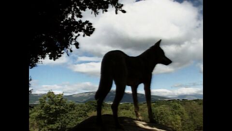 España salvaje: los animales y tú España salvaje: los animales y tú