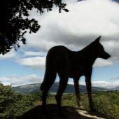 España salvaje: los animales y tú
