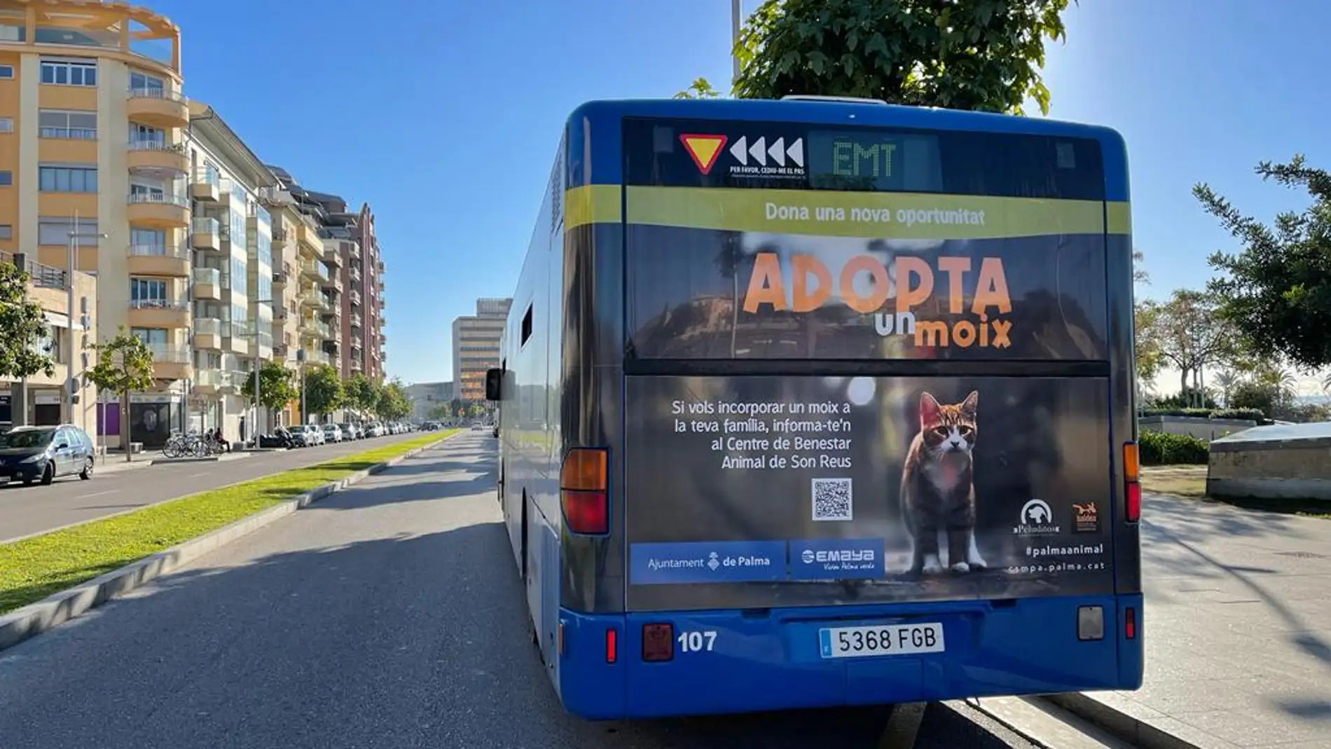 El Ajuntament de Palma promueve la campaña "Adopta un moix" para promover la adopción de gatos en el centro de Son Reus