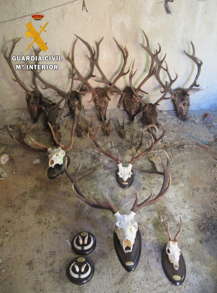 Dos investigados en una operación contra la caza furtiva en la Comarca de Trujillo Dos investigados en una operación contra la caza furtiva en la Comarca de Trujillo