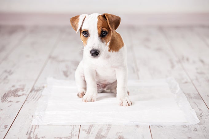 ¿Cómo podemos conseguir que nuestro cachorro aprenda a no hacer sus necesidades en casa? ¿Cómo podemos conseguir que nuestro cachorro aprenda a no hacer sus necesidades en casa?