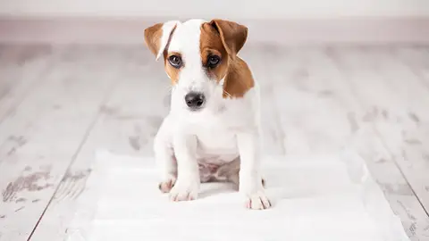 ¿Cómo podemos conseguir que nuestro cachorro aprenda a no hacer sus necesidades en casa? can