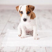 ¿Cómo podemos conseguir que nuestro cachorro aprenda a no hacer sus necesidades en casa? 