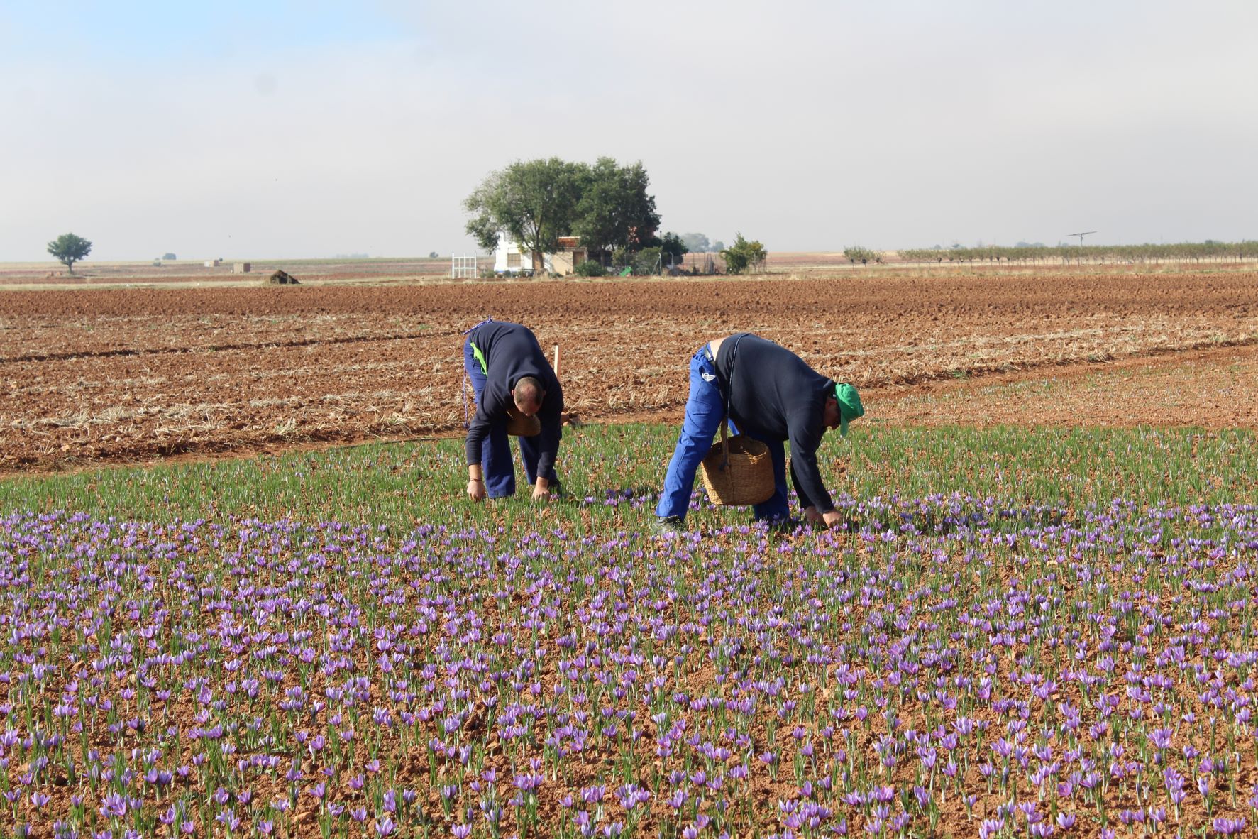 La DOP Azafrán de La Mancha cierra la campaña con una cosecha de 346,86 kilogramos La DOP Azafrán de La Mancha cierra la campaña con una cosecha de 346,86 kilogramos
