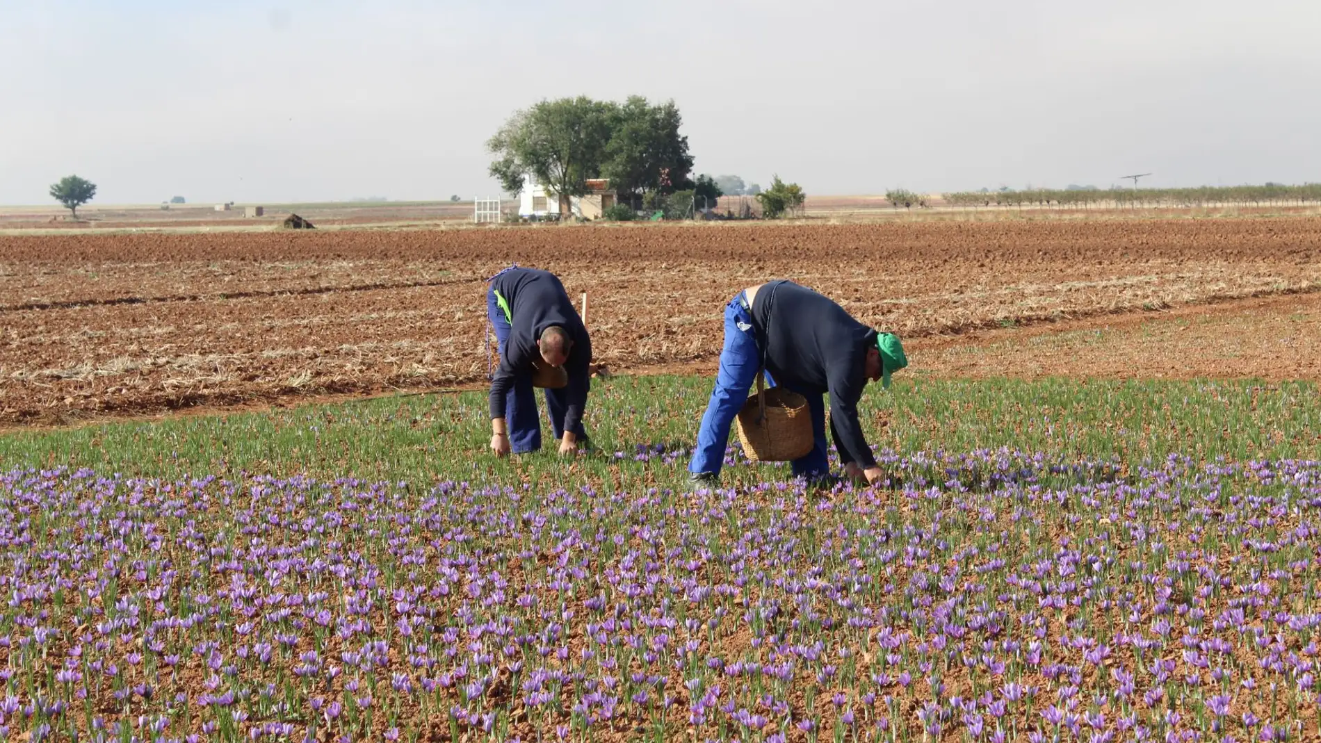 La DOP Azafrán de La Mancha cierra la campaña con una cosecha de 346,86 kilogramos