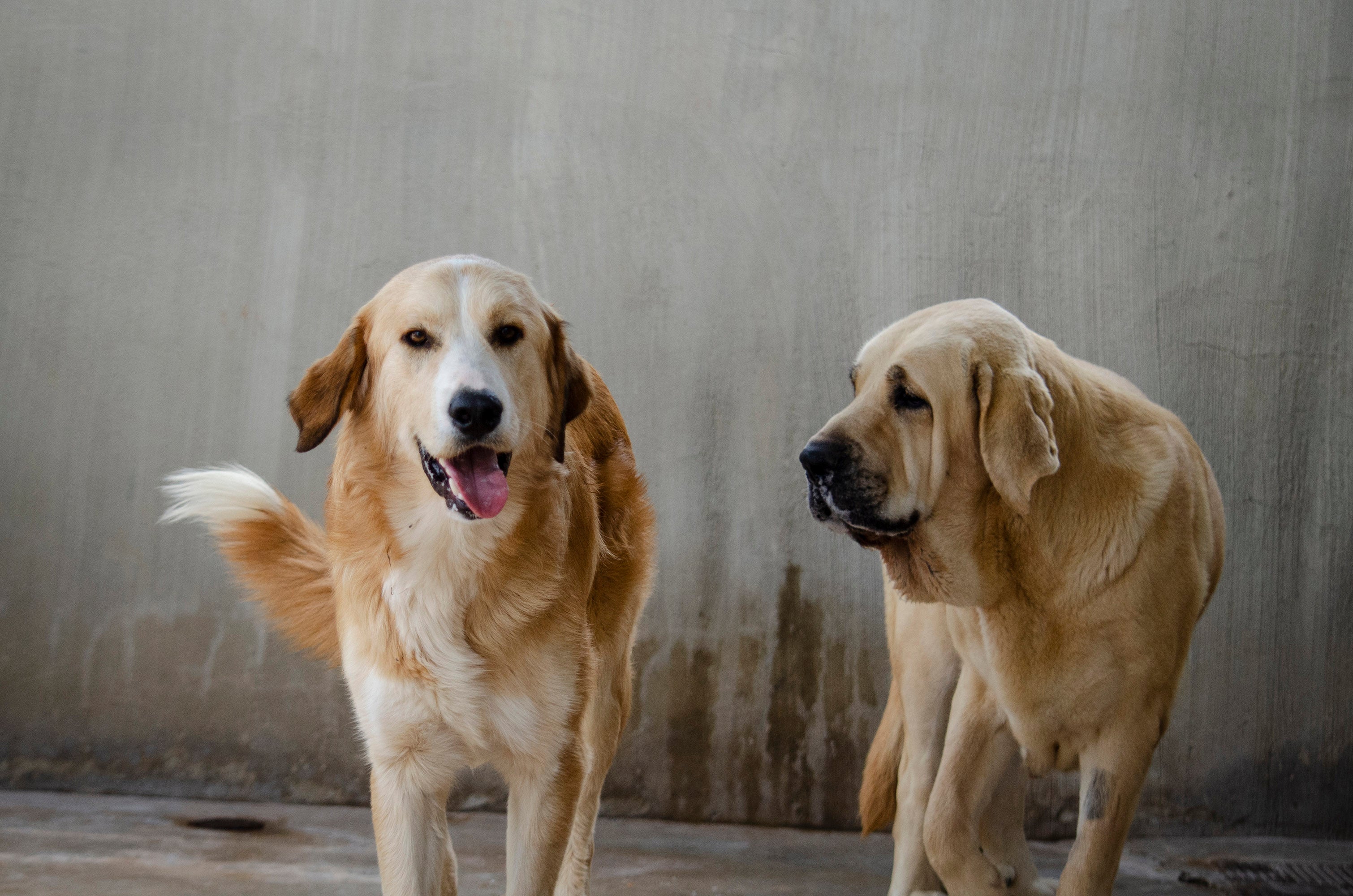 Vuelve a BIOPARC el 19º Desfile de A.U.P.A para adoptar perros abandonados Vuelve a BIOPARC el 19º Desfile de A.U.P.A para adoptar perros abandonados