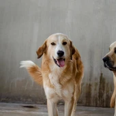 Vuelve a BIOPARC el 19º Desfile de A.U.P.A para adoptar perros abandonados Vuelve a BIOPARC el 19º Desfile de A.U.P.A para adoptar perros abandonados