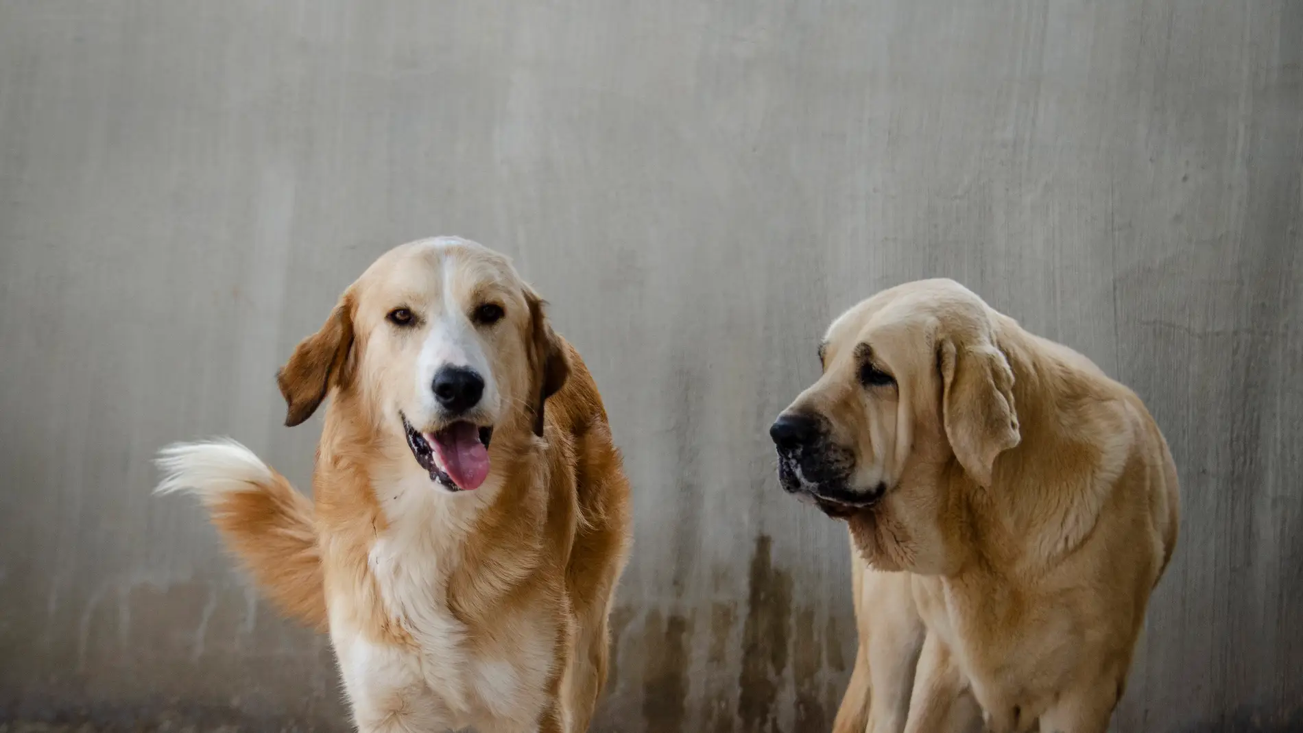 Vuelve a BIOPARC el 19º Desfile de A.U.P.A para adoptar perros abandonados