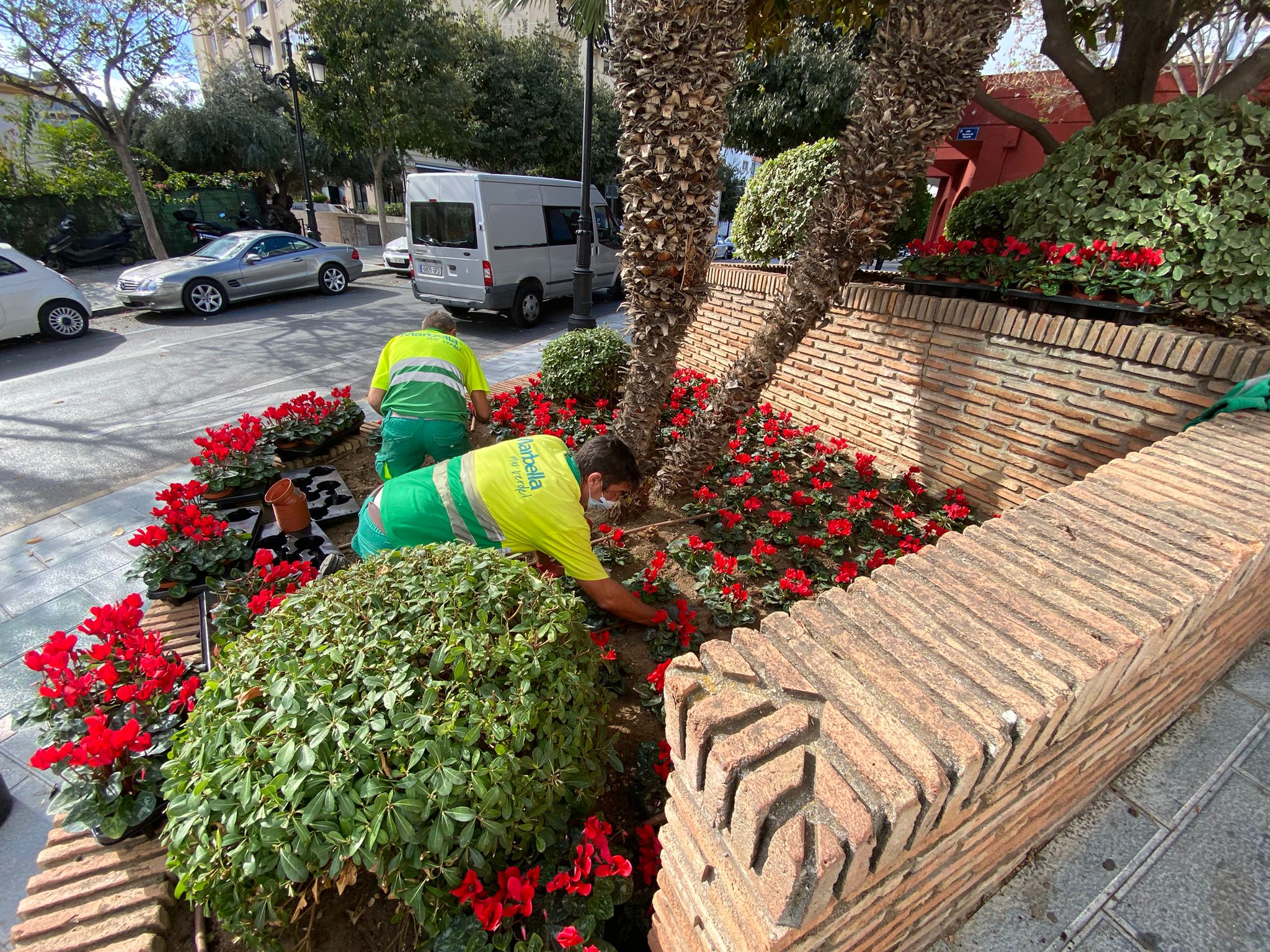 60.000 plantas decoran Marbella esta Navidad 60.000 plantas decoran Marbella esta Navidad