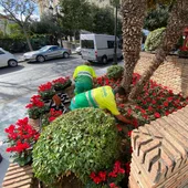 Plantas navideñas Plantas navideñas