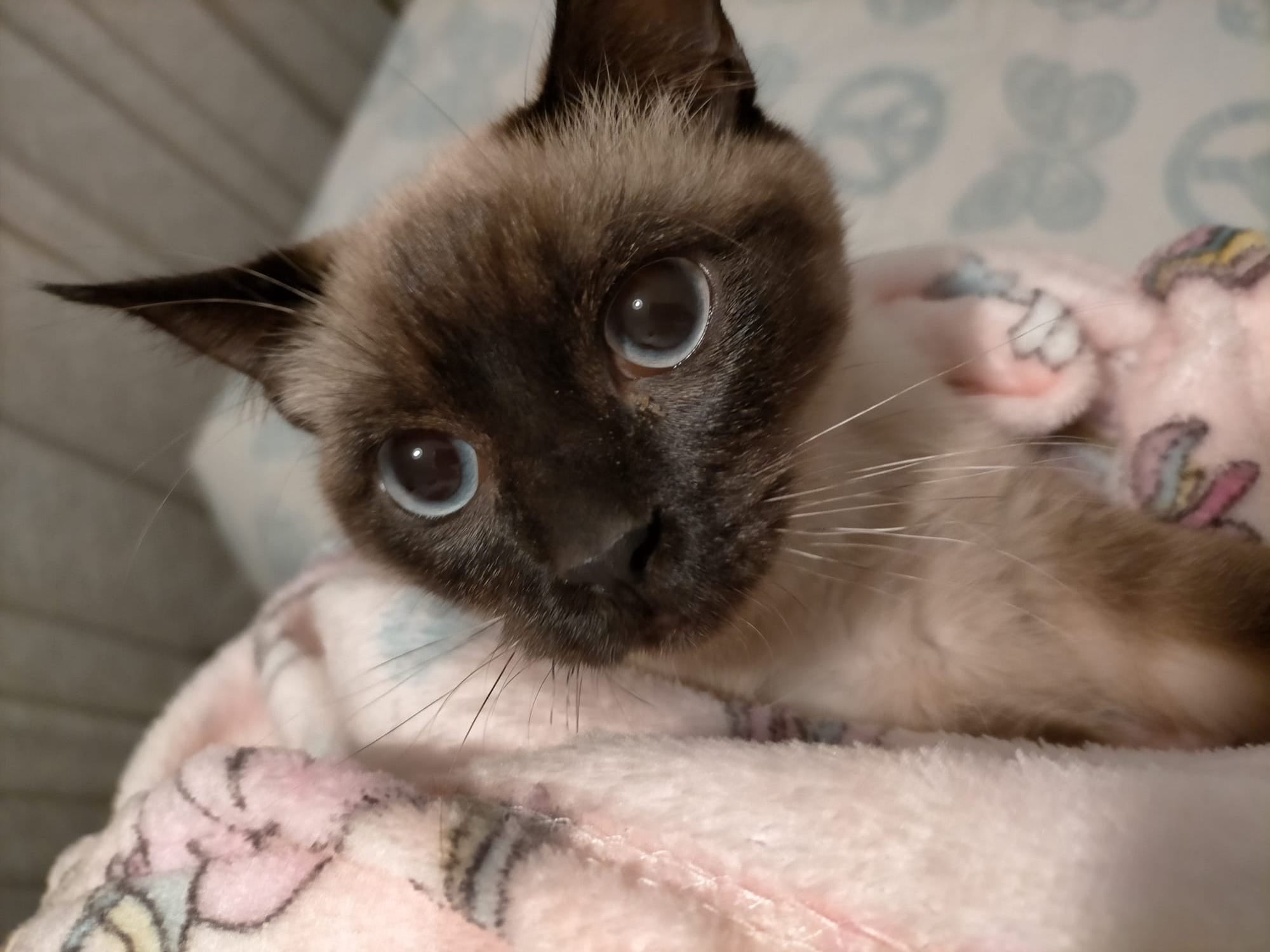 Fundación Mascoteros, una ONG que ayuda a las mascotas de personas sin recursos Fundación Mascoteros, una ONG que ayuda a las mascotas de personas sin recursos