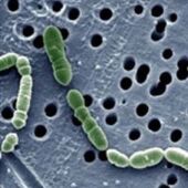 Quin perill comporta la resistència bacteriana als antibiòtics?