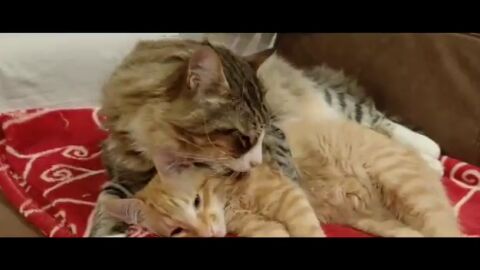 Felix, la mejor mascota del mundo y el mejor hermano