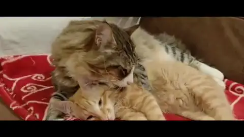 Felix, la mejor mascota del mundo y el mejor hermano Felix, la mejor mascota del mundo y el mejor hermano