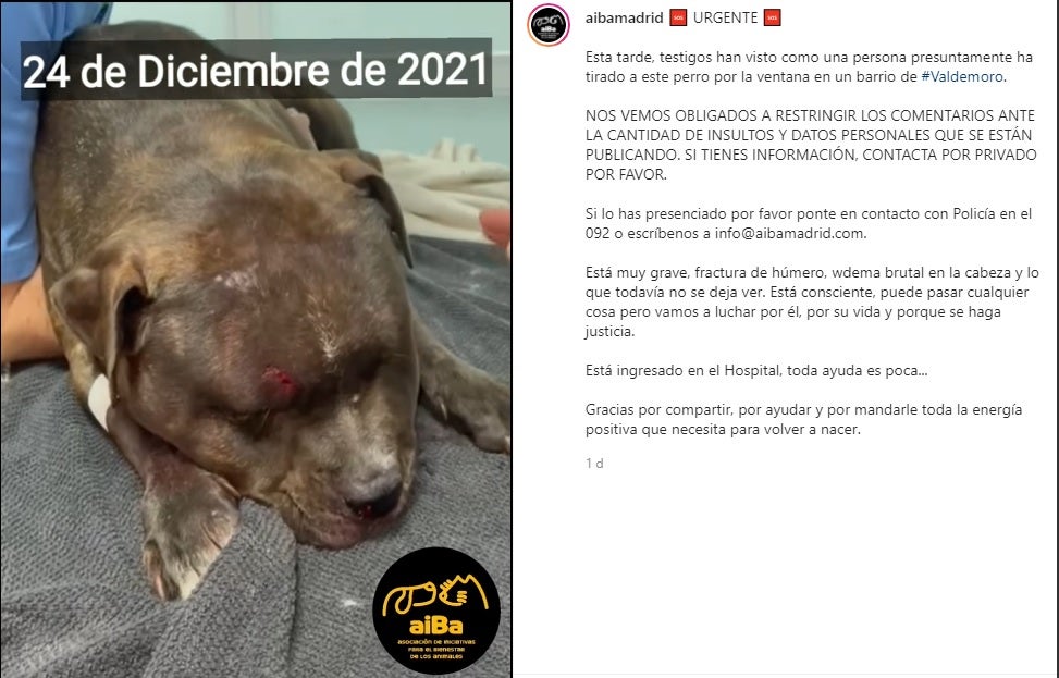 Carlos Rodríguez carga contra el hombre que arrojó a su perro desde un quinto piso en Nochebuena: "Asco de gente" Carlos Rodríguez carga contra el hombre que arrojó a su perro desde un quinto piso en Nochebuena: "Asco de gente"
