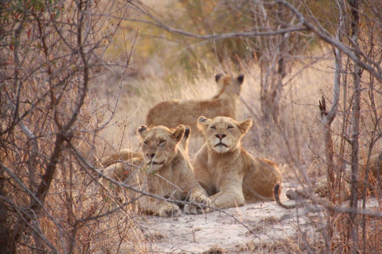 La impresionante historia de Jorge, el primer hombre en ser aceptado por una manada de leones La impresionante historia de Jorge, el primer hombre en ser aceptado por una manada de leones
