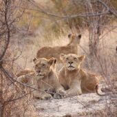 Un grupo de leonas descansan en la sabana