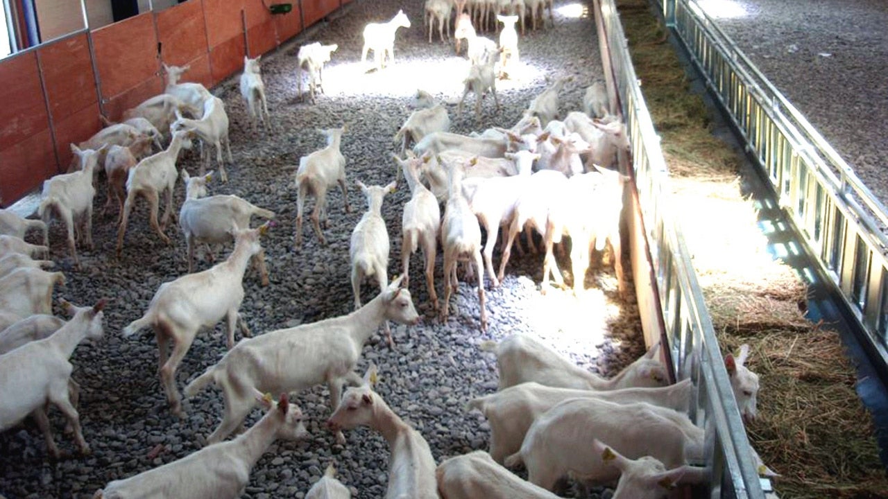La tuberculosis provoca este año el sacrificio de 30.000 cabras en la provincia de Ciudad Real La tuberculosis provoca este año el sacrificio de 30.000 cabras en la provincia de Ciudad Real