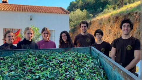 Juventud de las ermitas. Recogida de aceitunas