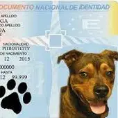 Los nombres cortos y originales son los más adecuados para perros, siendo los más comunes Coco y Luna Los nombres cortos y originales son los más adecuados para perros, siendo los más comunes Coco y Luna