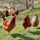 Gallinas en Libertad Gallinas en Libertad