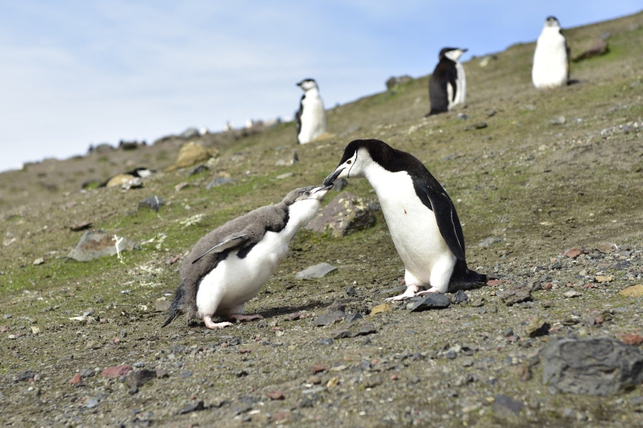 Campaña ‘Apadrina un pingüino’ de la Antártida Campaña ‘Apadrina un pingüino’ de la Antártida