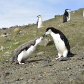 La campaña promueve el apadrinamiento de pingüinos de forma simbólica y gratuita.