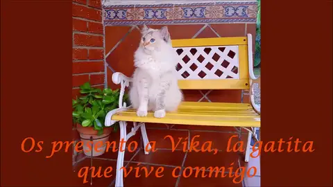Vika, una compañera de vida que pertenece a la familia Vika, una compañera de vida que pertenece a la familia
