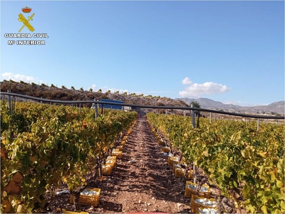 La Guardia Civil detiene a un falso comercial acusado de estafar a un agricultor de uva de mesa del Vinalopó y una empresa de transportes La Guardia Civil detiene a un falso comercial acusado de estafar a un agricultor de uva de mesa del Vinalopó y una empresa de transportes
