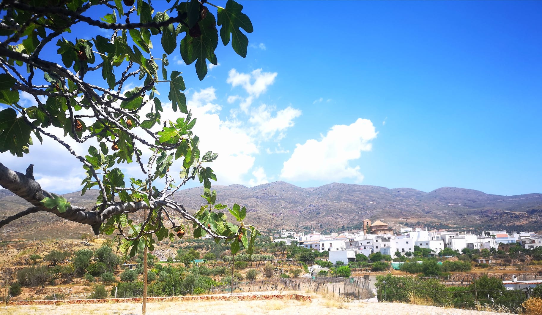 Se presenta la XII edición del festival 'Alma de Almócita' Se presenta la XII edición del festival 'Alma de Almócita'