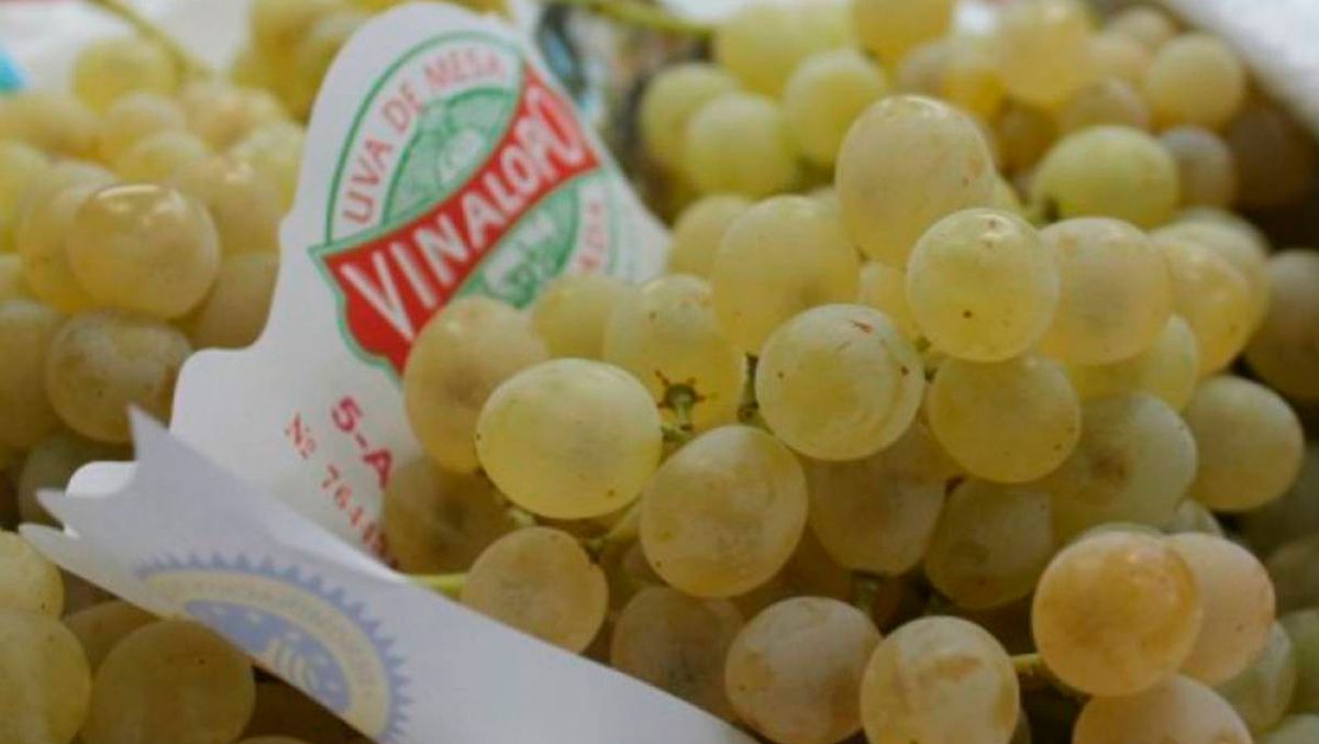 Las uvas de la DO uva embolsada del Vinalopó serán las reinas de la nochevieja Las uvas de la DO uva embolsada del Vinalopó serán las reinas de la nochevieja