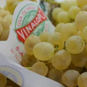 Uva del Vinalopó Uva del Vinalopó