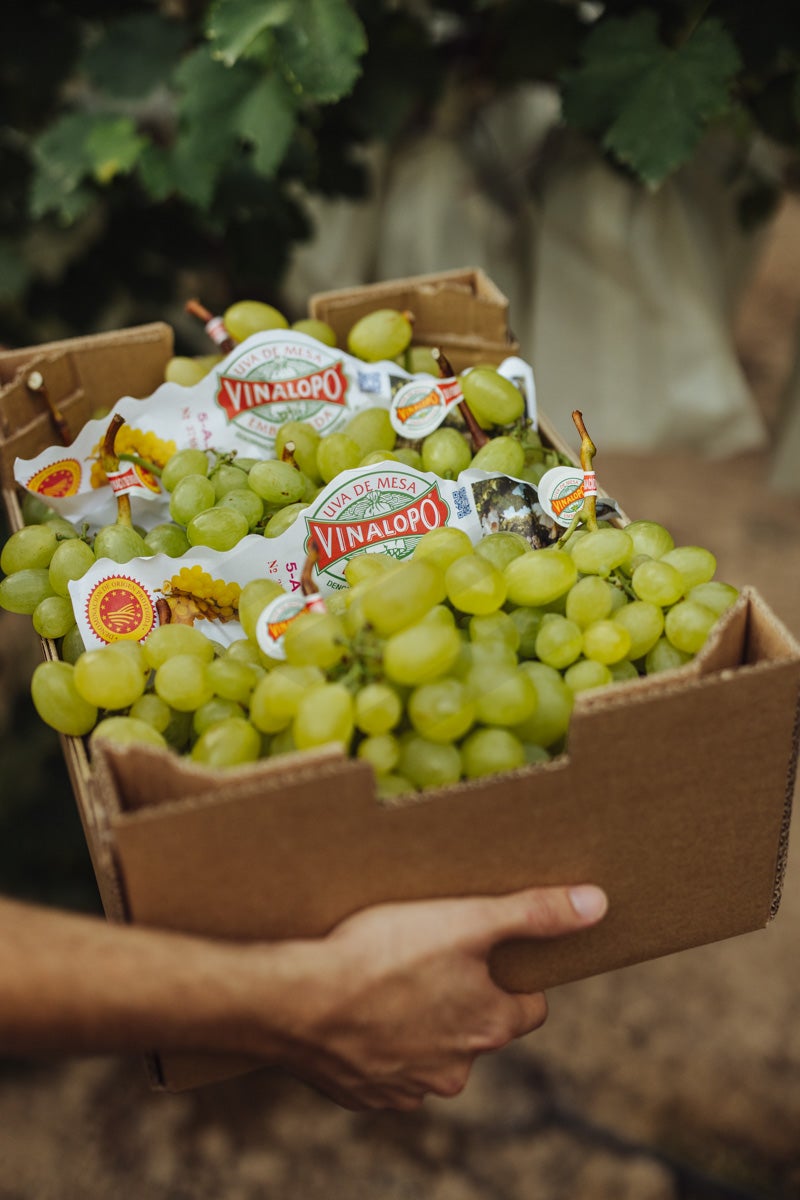 Los productores de Uva de Mesa Embolsada del VInalopó D.O.P se afanan en preparar los engargos para Nochevieja Los productores de Uva de Mesa Embolsada del VInalopó D.O.P se afanan en preparar los engargos para Nochevieja