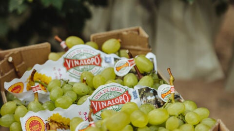 Uva embolsada del Vinalop&oacute;