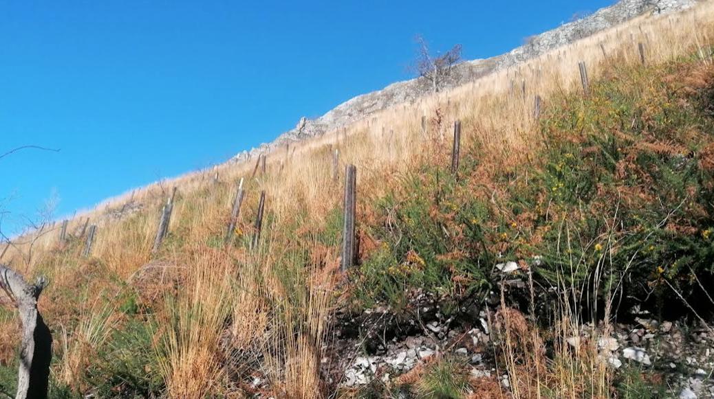 "El Principado finaliza la primera fase de los trabajos de restauración del monte de utilidad pública Montaña de Covadonga" "El Principado finaliza la primera fase de los trabajos de restauración del monte de utilidad pública Montaña de Covadonga"