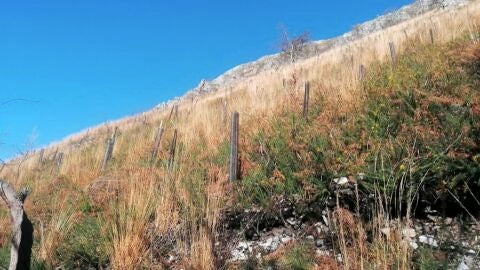 Zona repoblada recientemente