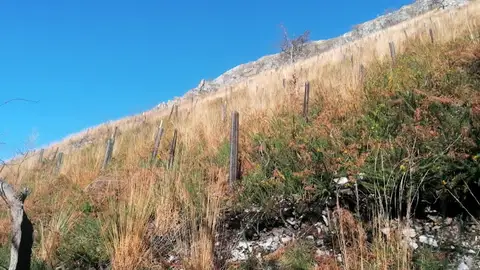 Zona repoblada recientemente Zona repoblada recientemente