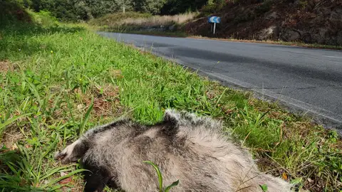 A Deputación desenvolve un proxecto de seguridade viaria nas estradas provinciais A Deputación desenvolve un proxecto de seguridade viaria nas estradas provinciais