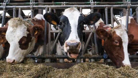 Vacas