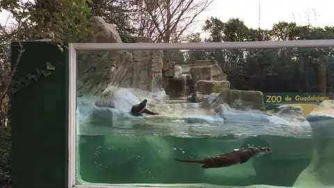 Zoo de Guadalajara. Zoo de Guadalajara.