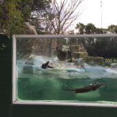 Zoo de Guadalajara.