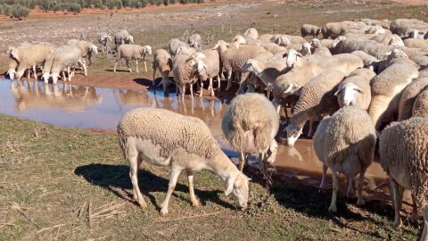 Ovejas abrevando