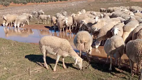 Ovejas abrevando Ovejas abrevando
