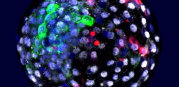 Una investigación de Izpisua, imagen del año en Nature Una investigación de Izpisua, imagen del año en Nature