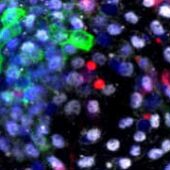 Visualización, mediante fluorescencia, de las células de las diferentes especies en una etapa embrionaria temprana. En rojo, las células humanas. Autor: Weizhi Ji, Kunming University of Science and Technology