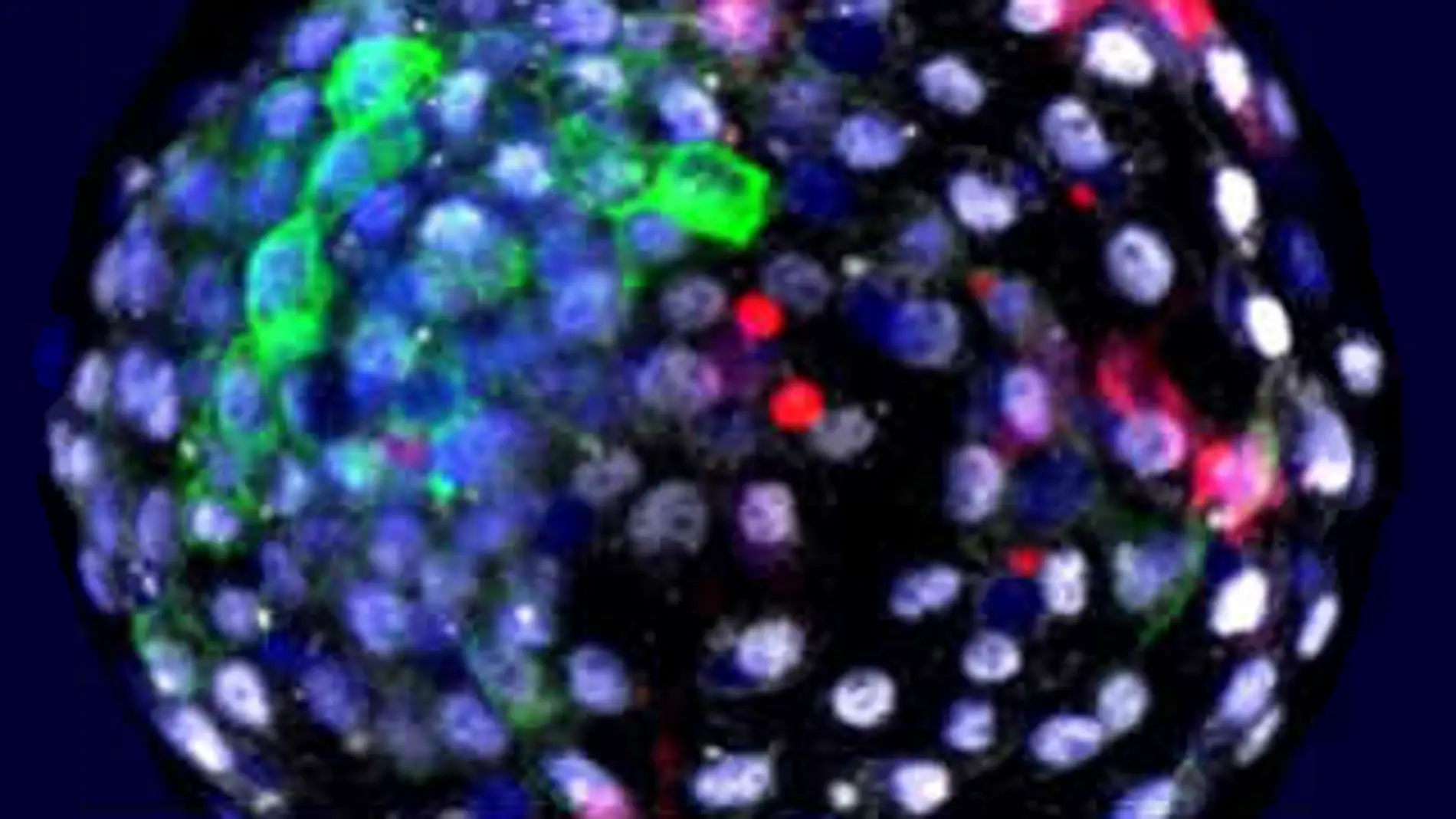 Visualización, mediante fluorescencia, de las células de las diferentes especies en una etapa embrionaria temprana. En rojo, las células humanas. Autor: Weizhi Ji, Kunming University of Science and Technology